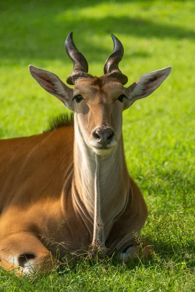 Primer Plano Cámara Visión Común Eland Yacente — Foto de Stock