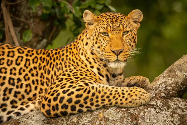Primo Piano Del Leopardo Sulla Camera Osservazione Del Ramo — Foto Stock