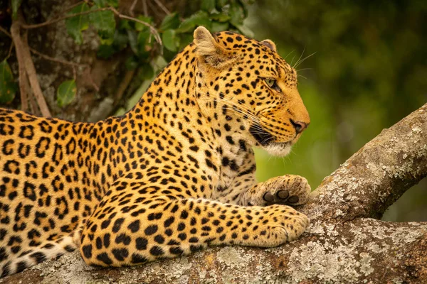 Primo Piano Del Leopardo Sul Ramo Guardando Basso — Foto Stock