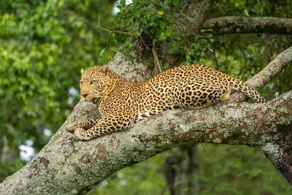 Leopardo Repousa Sobre Árvore Coberta Líquen Olhando Para Baixo — Fotografia de Stock