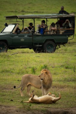 Safari kamyonundaki fotoğrafçılar iki aslanı izliyor.