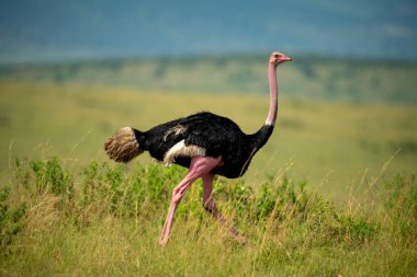 Male common ostrich runs through long grass clipart