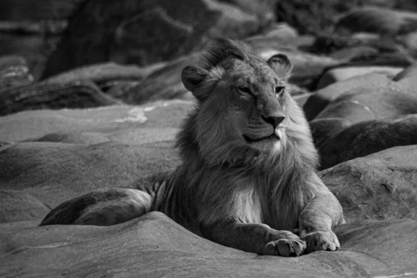 Mono Male Lion Lies Riverbed Rocks — Stock Photo, Image