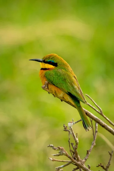 Pequenos Poleiros Abelha Ramo Perfil — Fotografia de Stock