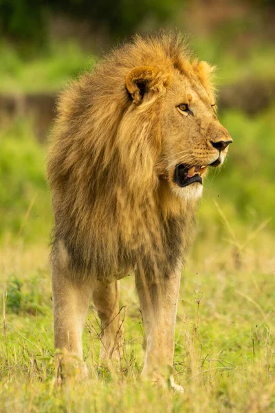 Lion Mâle Tient Droit Sur Savane — Photo