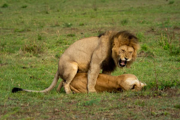 Mannelijke Leeuw Gromt Tijdens Het Paren Met Vrouwtje — Stockfoto