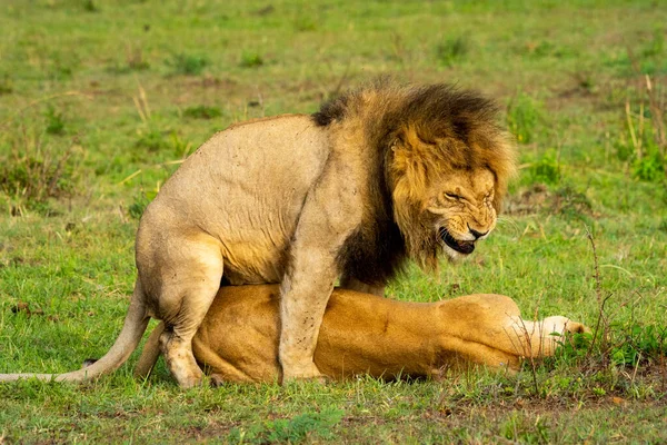 Αρσενικό Λιοντάρι Γκριμάτσες Ενώ Ζευγαρώνουν Θηλυκό — Φωτογραφία Αρχείου