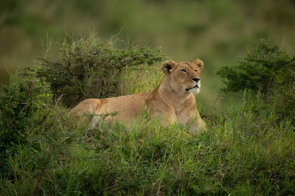 Lionne Repose Dans Herbe Longue Parmi Les Buissons — Photo