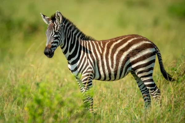 Młode Równiny Zebra Stoi Długiej Trawie — Zdjęcie stockowe