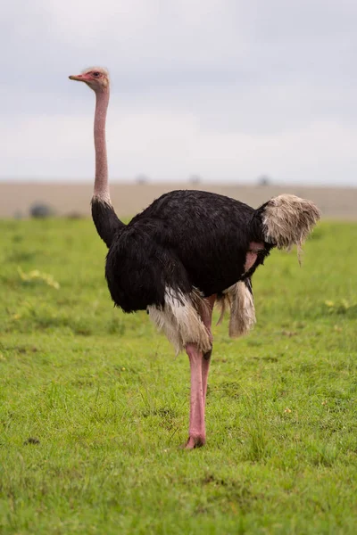 Pštros Obecný Stojí Krátké Trávě — Stock fotografie