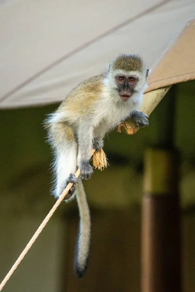 天鹅绒猴站在绳上看相机 — 图库照片