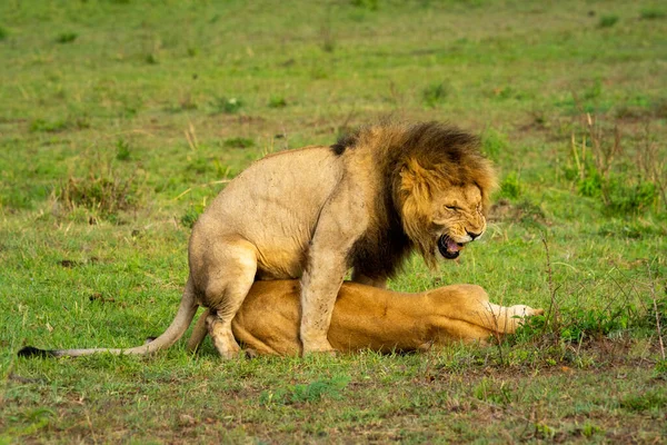 Lion Mâle Grogne Accouplant Avec Une Femelle — Photo