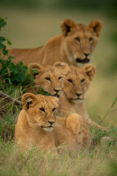 Lion Cub Lying Grass Others — Stock Photo, Image