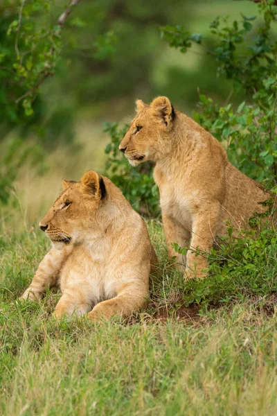 Zwei Löwenjungen Starren Ins Gras — Stockfoto
