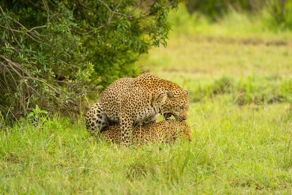 Dois Leopardos Acasalando Grama Por Arbusto — Fotografia de Stock