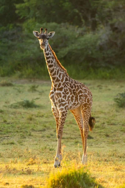 Girafa Masai Fica Limpar Câmera Olhos — Fotografia de Stock