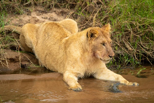 Löwenjunges Liegt Starrend Sandigen Flussufer — Stockfoto