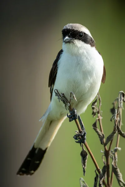 Male Grey Backed Fiscal Bush Eyes Camera — Stock Photo, Image