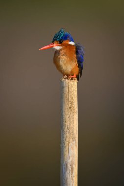 Malachite Kingfisher bölünmüş direkte kamerayı izliyor