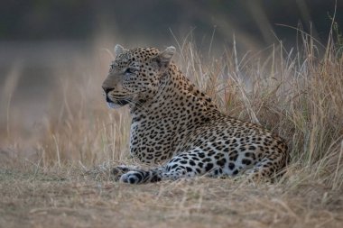 Erkek leopar uzun otların yanında yatıyor.