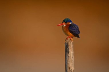 Malachite Kingfisher yıpranmış direkten kamera izliyor