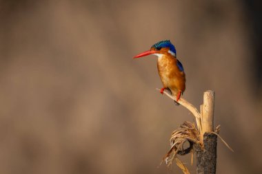 Malachite Kingfisher işaretleme direğinden izliyor