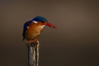 Kırık direkte böcekli Malachite Kingfisher