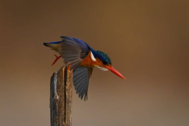 Malachite Kingfisher kırık direkten havalanıyor.