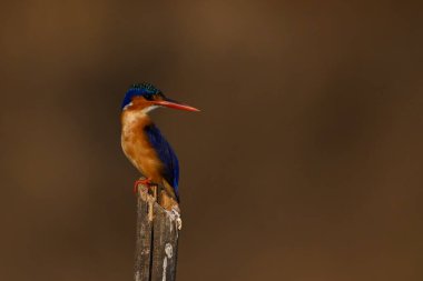 Malachite Kingfisher kafasını ikiye ayırdı.