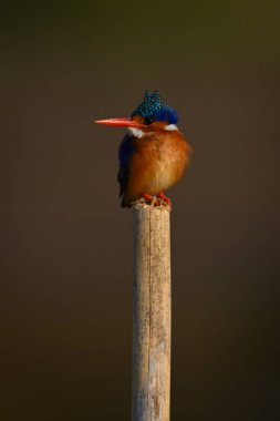 Malachite Kingfisher tahta direkten sola dönüyor.