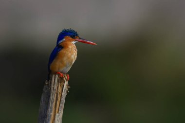 Malachite Kingfisher 'ın başı yarıldı.