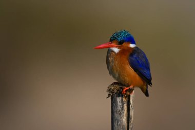 Malachite Kingfisher kamerayı tahta direkten izliyor.