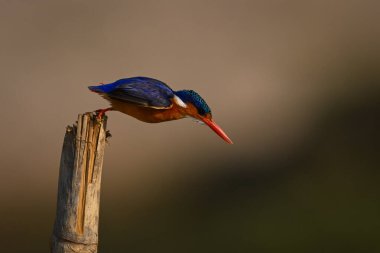 Malachite Kingfisher kaleden atlıyor.