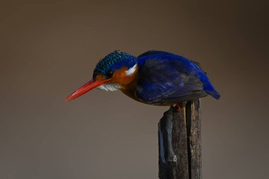 Malachite Kingfisher kalenin dışına atlıyor.