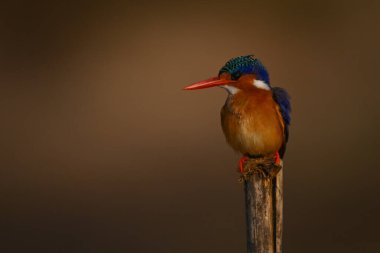 Kırık direkte feneri olan Malachite Kingfisher.