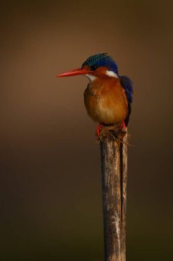 Malachite Kingfisher bambu direğinden sola dönüyor.