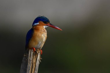 Malachite Kingfisher başını dik tutuyor.