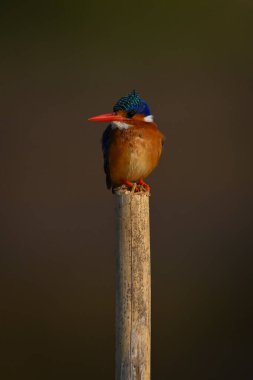 Malachite Kingfisher ahşap direğe kafasını çeviriyor
