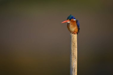 Malachite Kingfisher kırık direkte kamera izliyor.