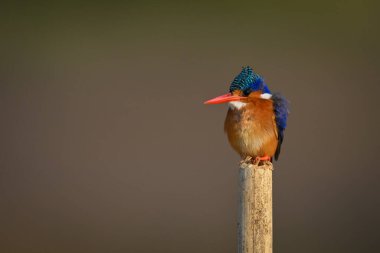 Malachite Kingfisher bambu direğinde kamera izliyor.