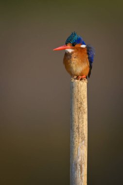 Malachite Kingfisher ahşap direkte kamera izliyor.