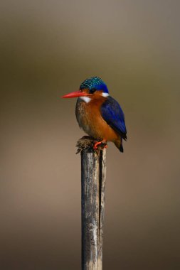 Malachite Kingfisher tahta direkten kamerayı izliyor
