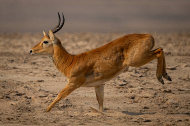 Erkek puku sahilde dört nala koşuyor.
