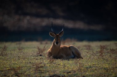 Erkek puku çimlere uzanıp kamerayı izliyor.