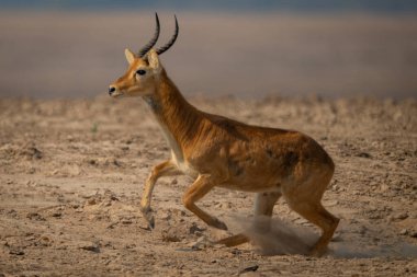 Erkek puku plajda koşuyor.