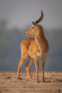 Erkek puku sahilde başını çeviriyor.