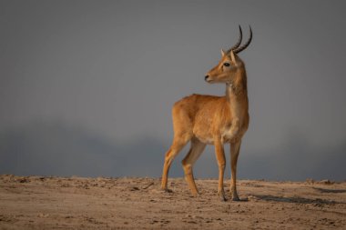 Erkek puku kumun üzerinde durur ve başını çevirir.