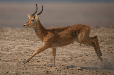 Plajda ışık yarışı yapan erkek puku.