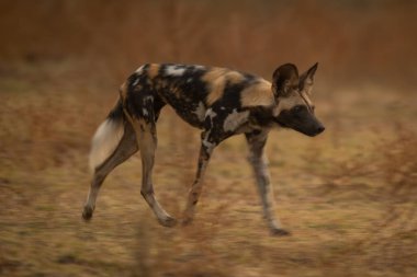 Afrika vahşi köpeğinin yavaş tepsisi