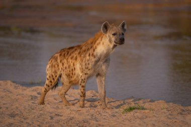 Benekli sırtlan nehir kıyısında kafa kaldırıyor.